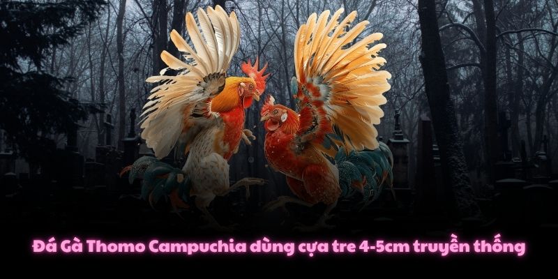 Đá Gà Thomo Campuchia dùng cựa tre 4-5cm truyền thống