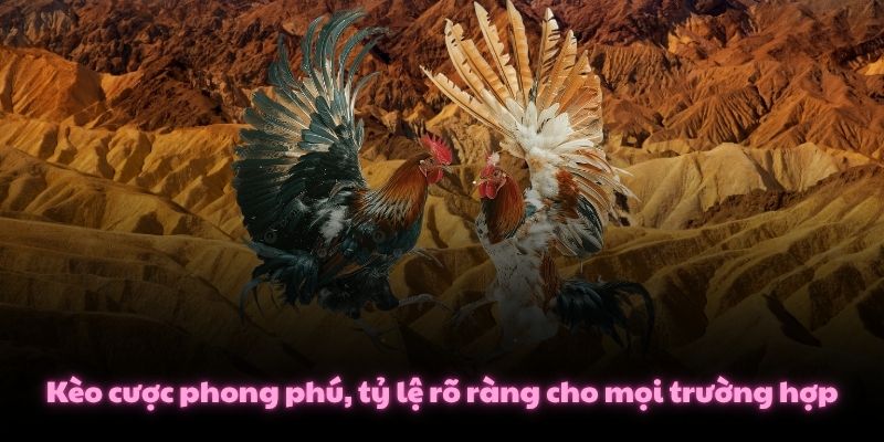 Kèo cược phong phú, tỷ lệ rõ ràng cho mọi trường hợp